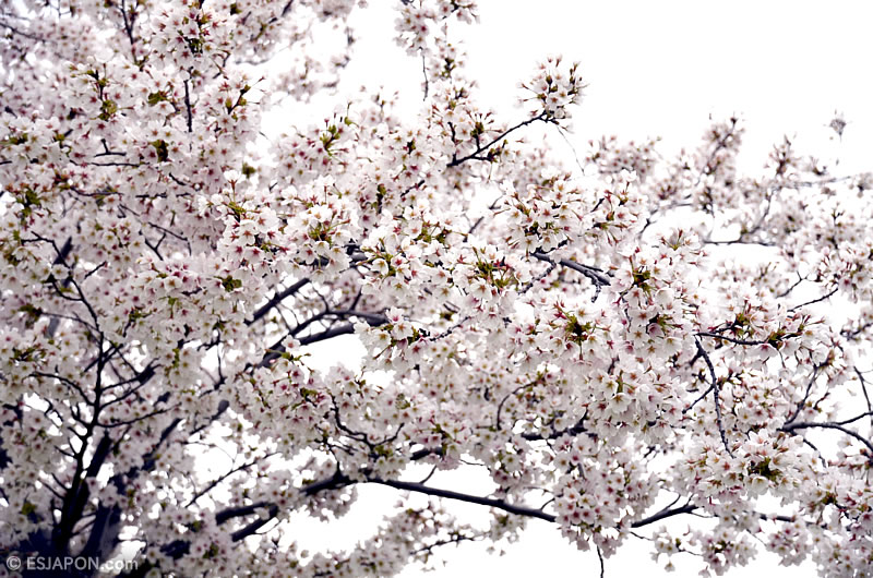 Abr2016_Sakura_0410_08