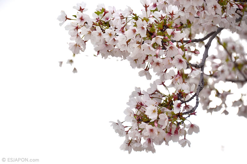 Abr2016_Sakura_0410_09