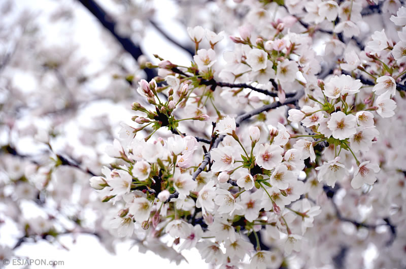 Abr2016_Sakura_0410_10