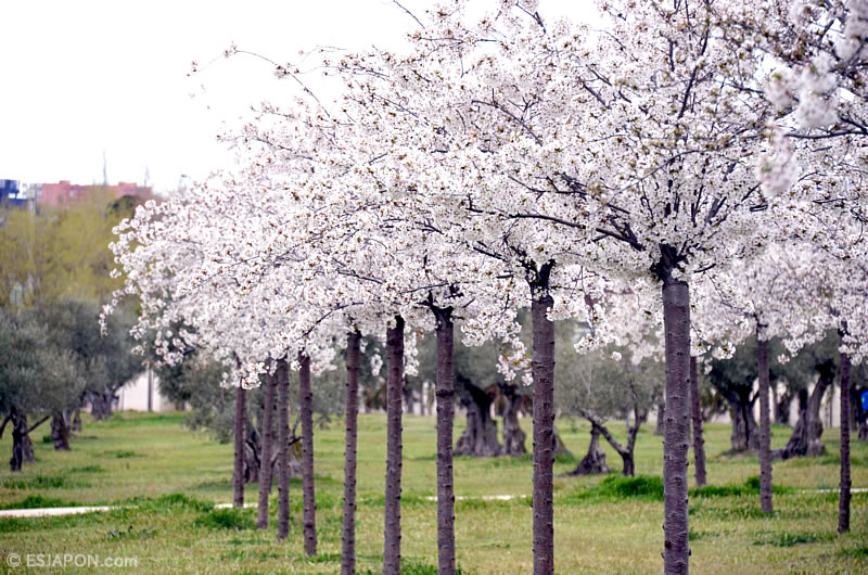 Abr2016_Sakura_0410_11