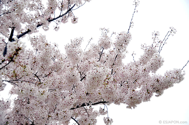 Abr2016_Sakura_0410_12