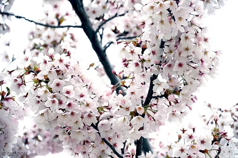 Abr2016_Sakura_0410_13