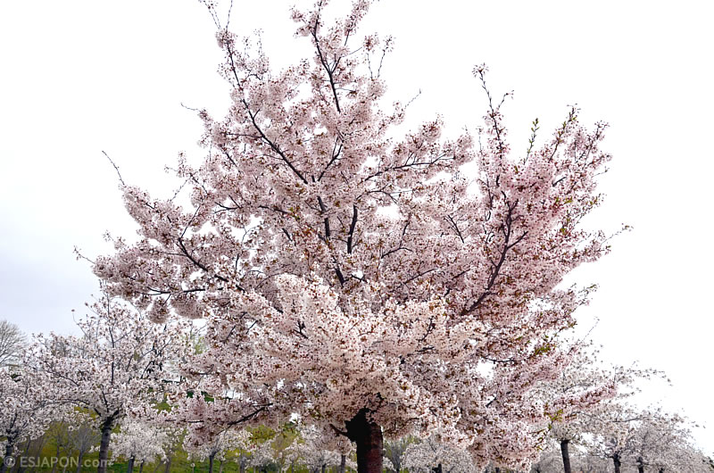 Abr2016_Sakura_0410_14