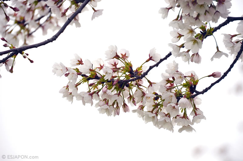 Abr2016_Sakura_0410_15