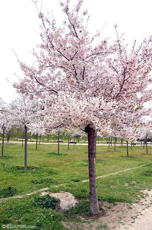 Abr2016_Sakura_0410_16