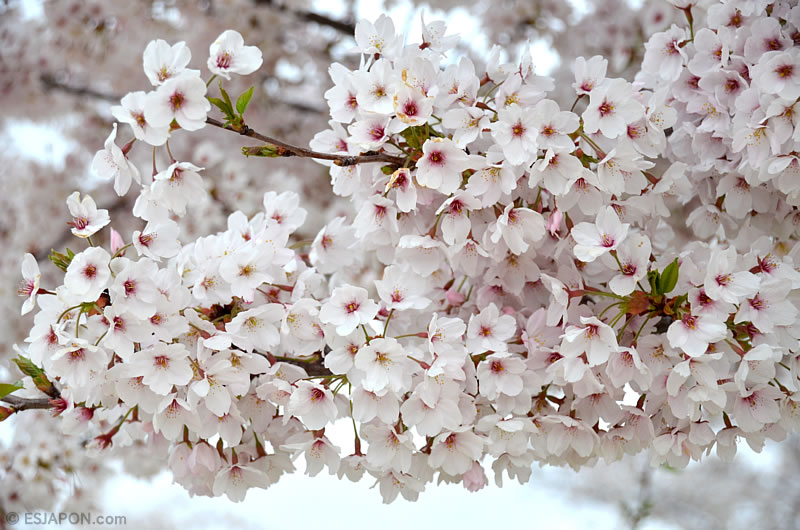 Abr2016_Sakura_0410_17