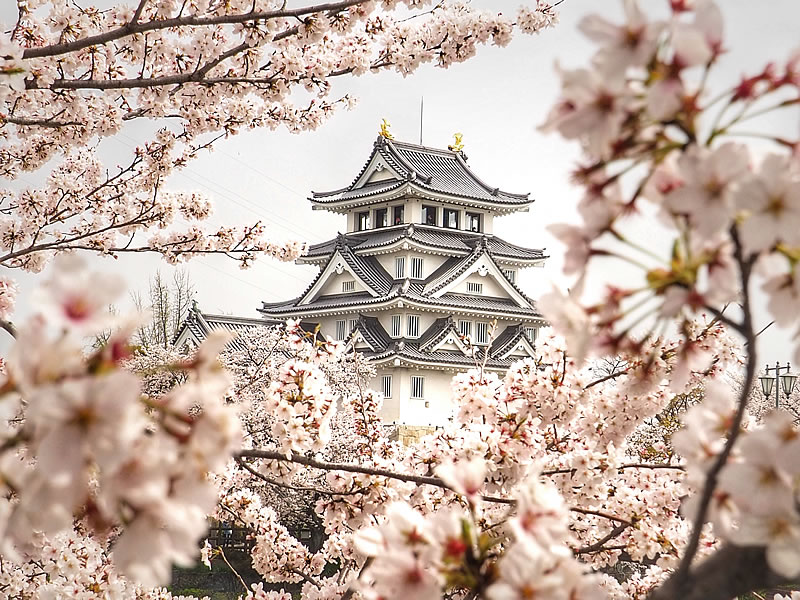 ene2026_gifu_sunomata-castle