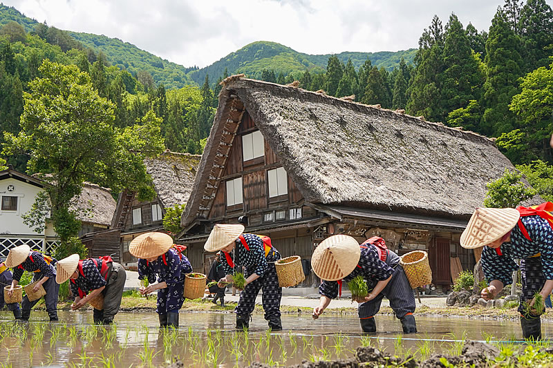 ene2026_gifu_taue-festival